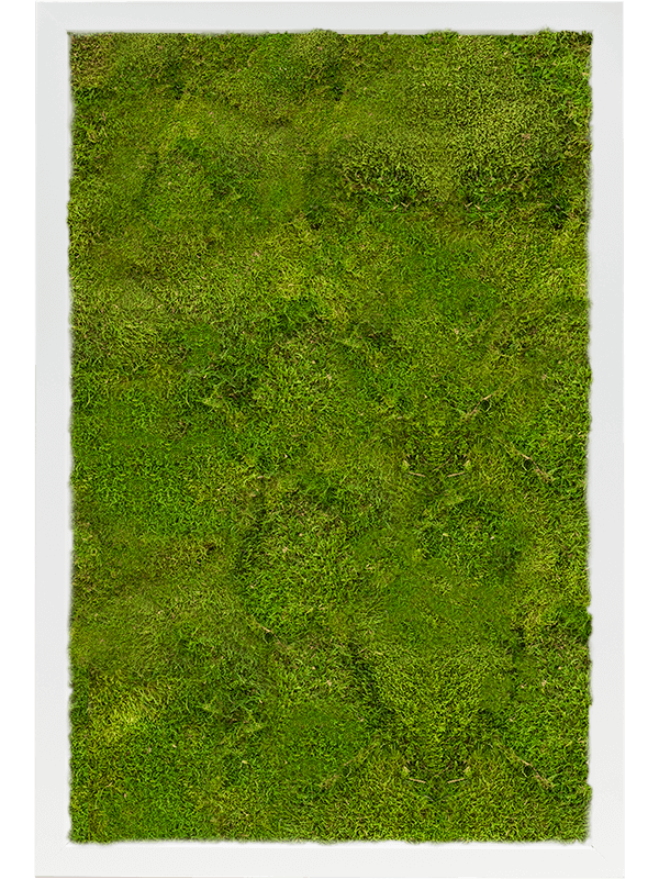 Moss Painting MDF RAL 9010 Satin Gloss 100% Flat Moss - Foto 57331