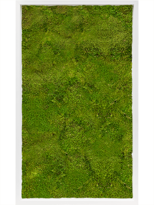 Moss Painting MDF RAL 9010 Satin Gloss 100% Flat Moss - Foto 57332