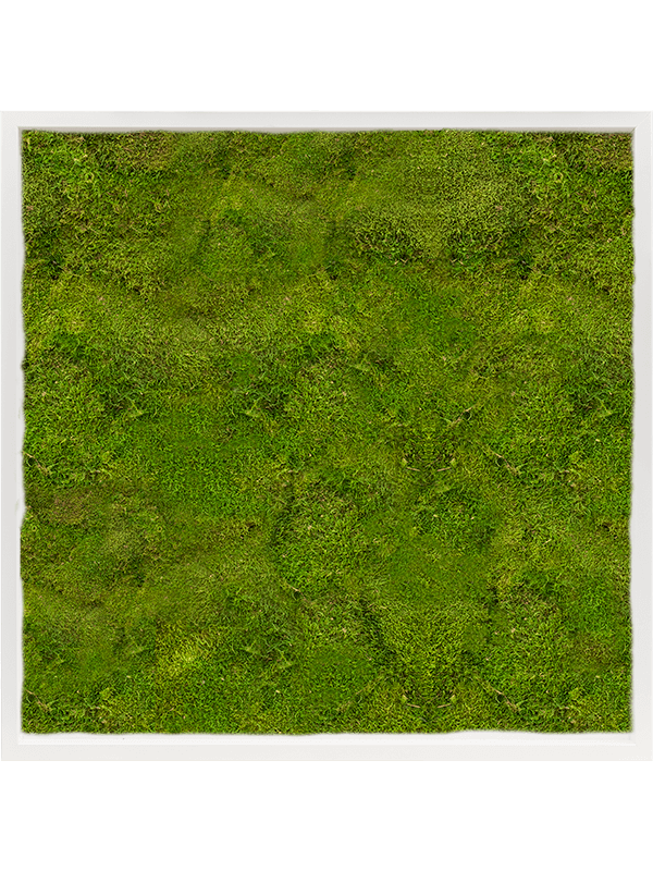 Moss Painting MDF RAL 9010 Satin Gloss 100% Flat Moss - Foto 57333