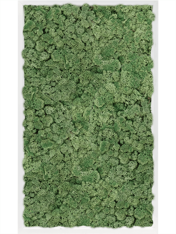 Moss Painting MDF RAL 9010 Satin Gloss 100% Reindeer Moss (Moss green) - Foto 57335