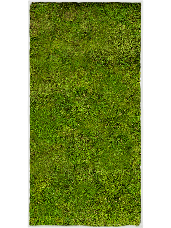 Moss Painting Stiel L Ral 9010 Matt 100% Flat Moss - Foto 57361