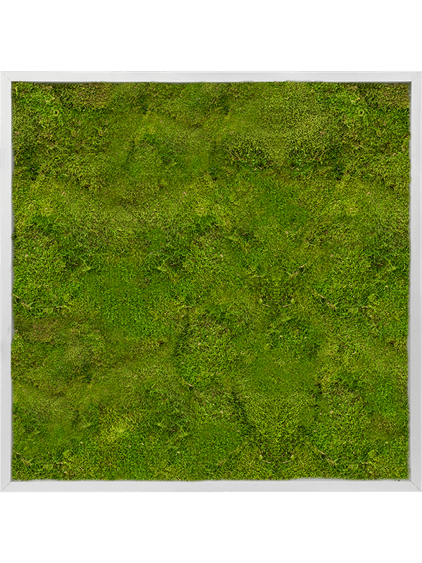 Moss Painting Aluminum 100% Flat moss - Foto 57388