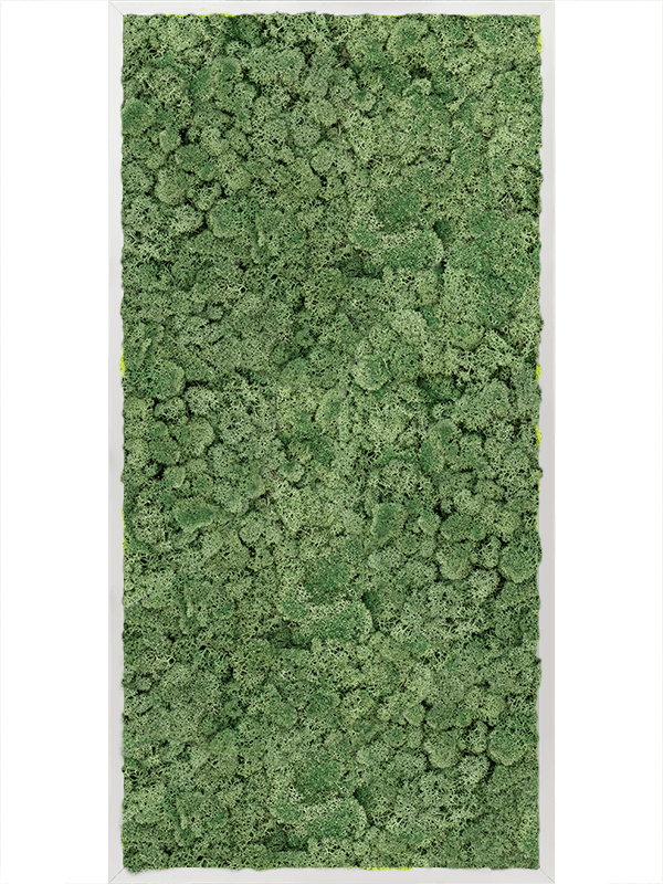 Moss Painting Aluminum 100% Reindeer moss (Moss green) - Foto 57391