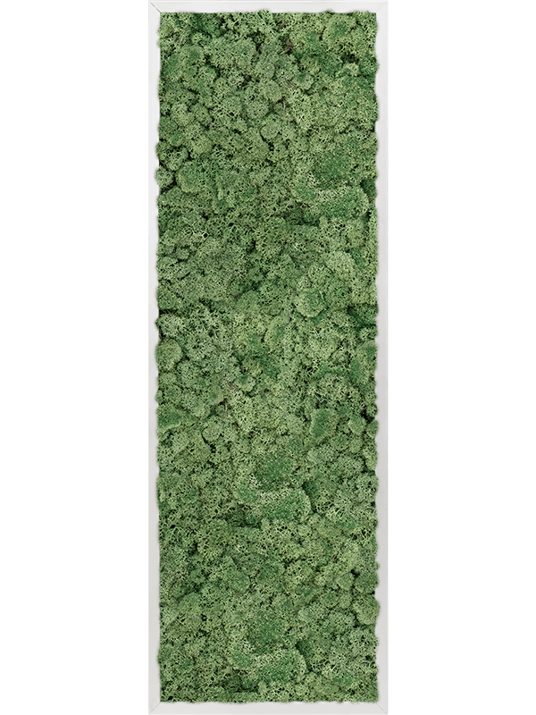 Moss Painting Aluminum 100% Reindeer moss (Moss green) - Foto 57392