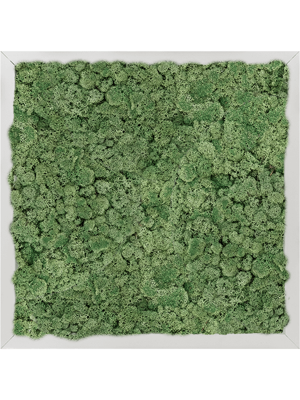 Moss Painting Aluminum 100% Reindeer moss (Moss green) - Foto 57393