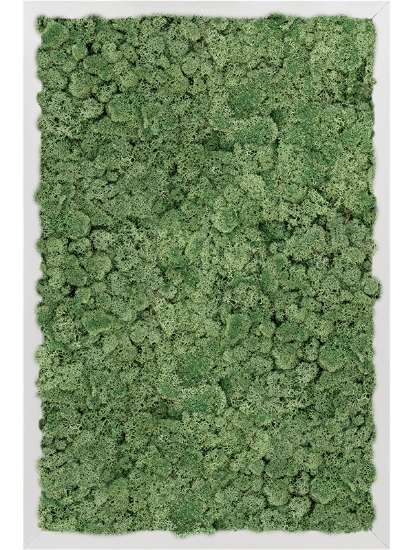 Moss Painting Aluminum 100% Reindeer moss (Moss green) - Foto 57395