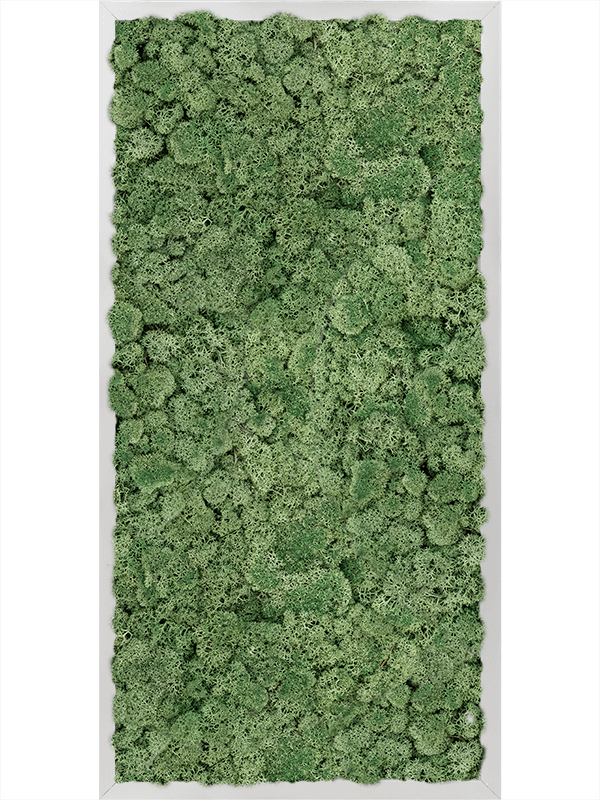 Moss Painting Aluminum 100% Reindeer moss (Moss green) - Foto 57396