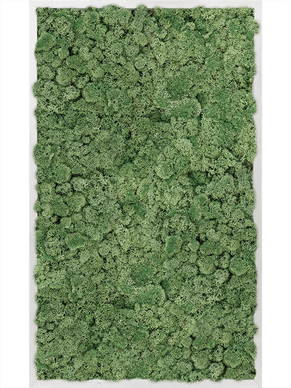 Moss Painting Aluminum 100% Reindeer moss (Moss green) - Foto 57397