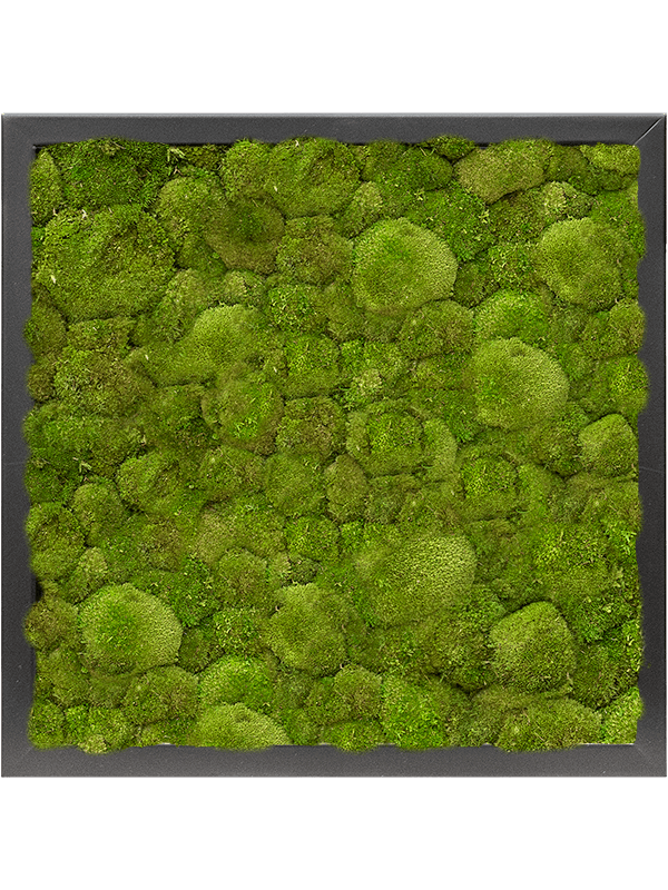 Moss Painting MDF RAL 9005 Satin Gloss 100% Ball moss - Foto 57413