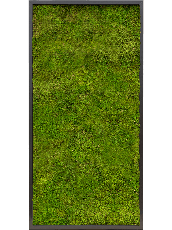 Moss Painting MDF RAL 9005 Satin Gloss 100% Flat moss - Foto 57414