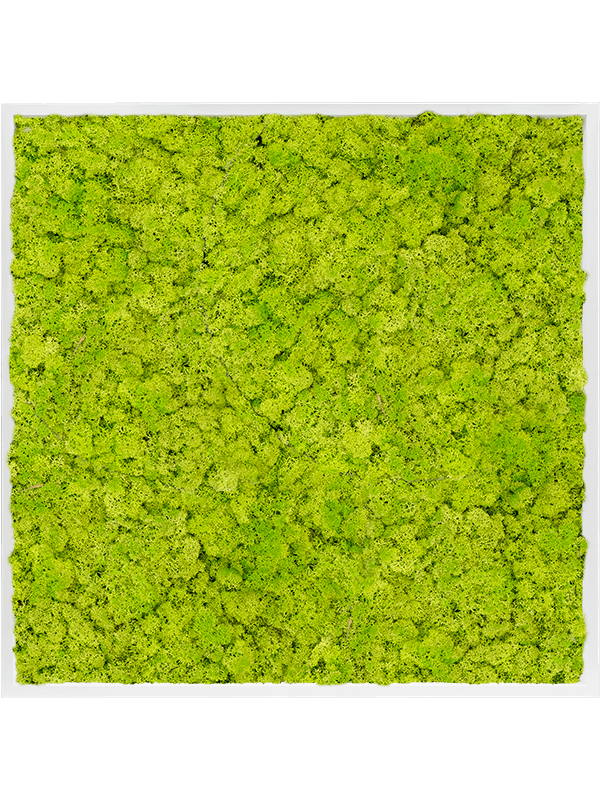 Moss Painting MDF RAL 9010 Satin Gloss 100% Reindeer Moss (Spring green) - Foto 57443