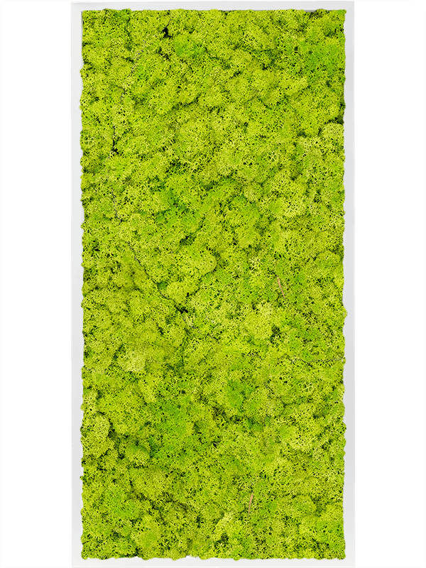 Moss Painting MDF RAL 9010 Satin Gloss 100% Reindeer Moss (Spring green) - Foto 57446