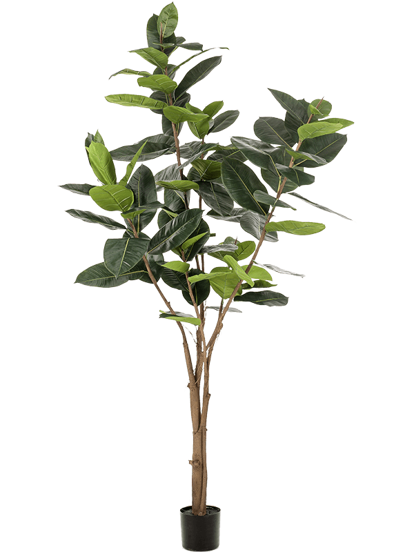 Ficus elastica Branched (89 lvs.) - Foto 57468