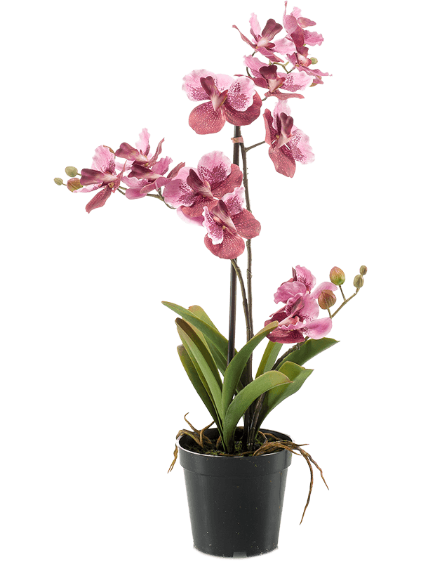 Vanda Pink - Foto 57473