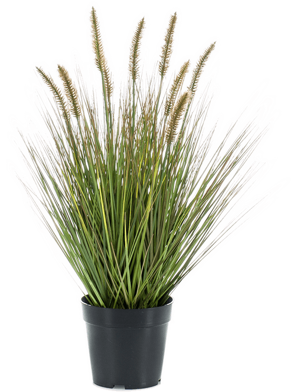 Grass Pennisetum Tuft - Foto 57474