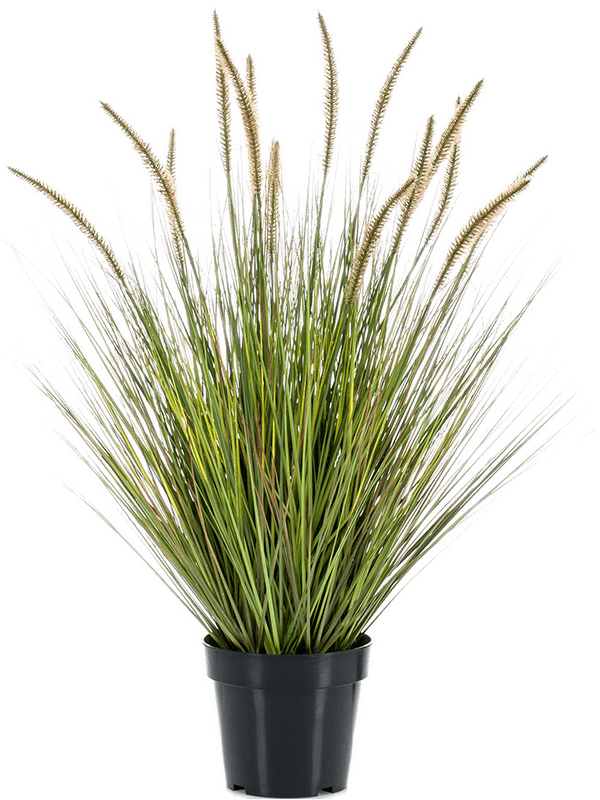 Grass Pennisetum Tuft - Foto 57495