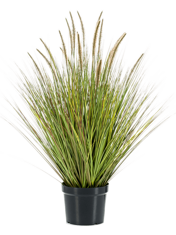 Grass Pennisetum Tuft - Foto 57496