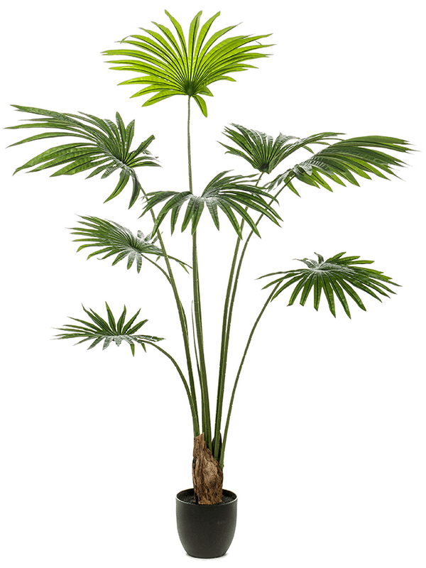 Palm livistona Tuft (8 lvs.) - Foto 57500