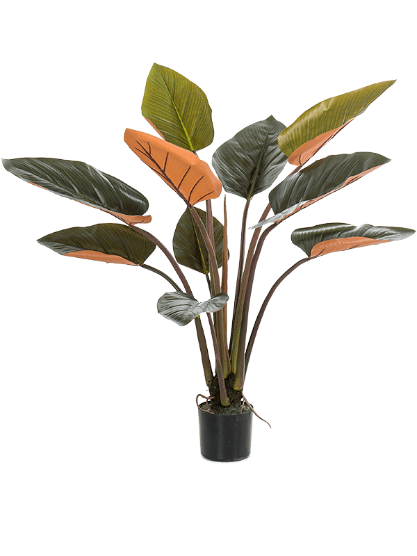Philodendron Tuft (10 lvs.) - Foto 57501