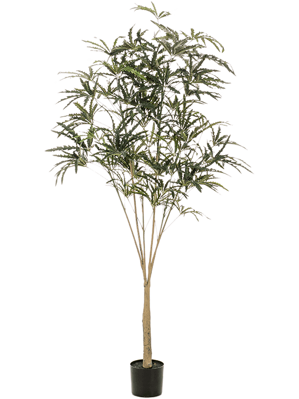 Plerandra elegantissima Branched - Foto 57503