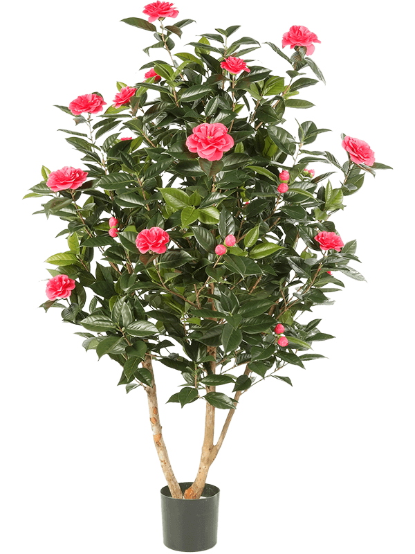 Camelia japonica Branched Pink - Foto 57539