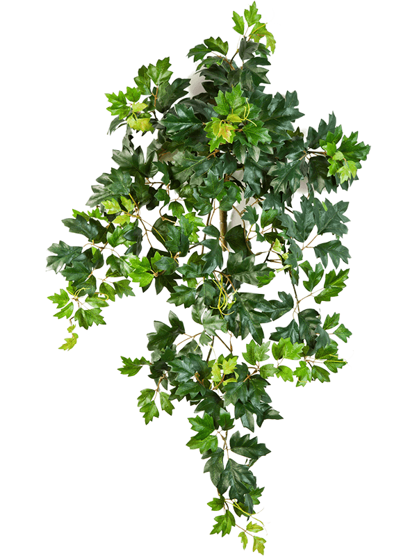 Ivy Hanging Bush - Foto 57542