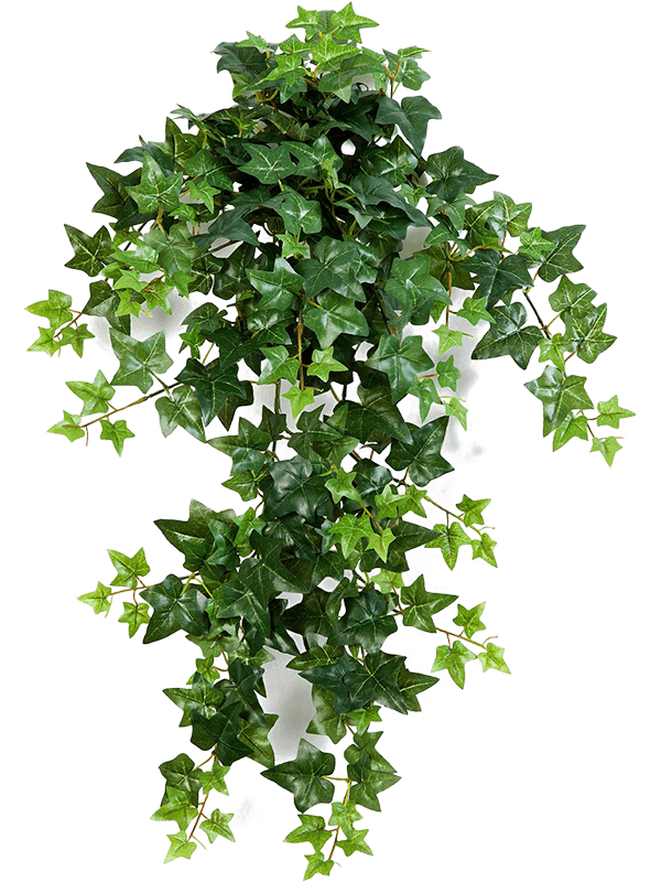 Ivy Hanging Bush (12x) - Foto 57544