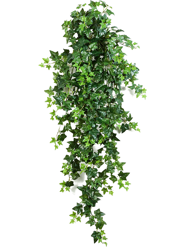 Ivy Hanging Bush (18x) - Foto 57547