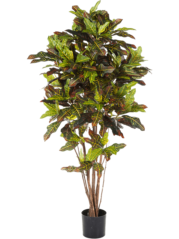 Croton exellent Branched - Foto 57548