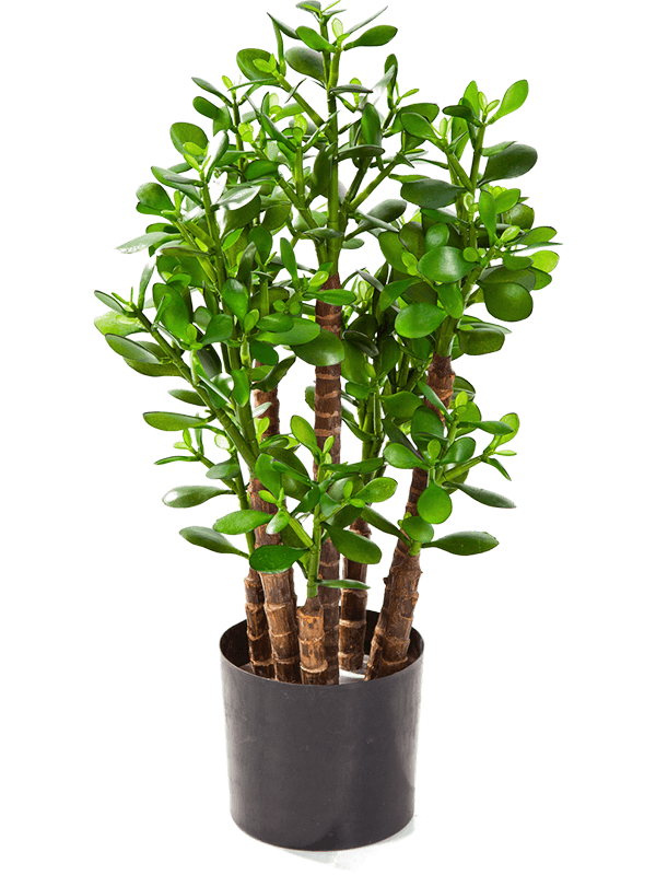 Crassula ovata Branched - Foto 57550