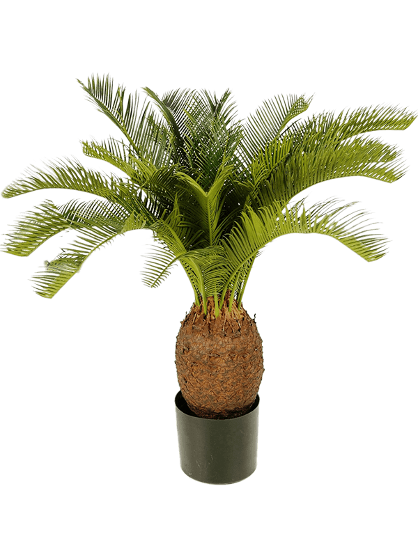 Cycas Tuft 70 - Foto 57551