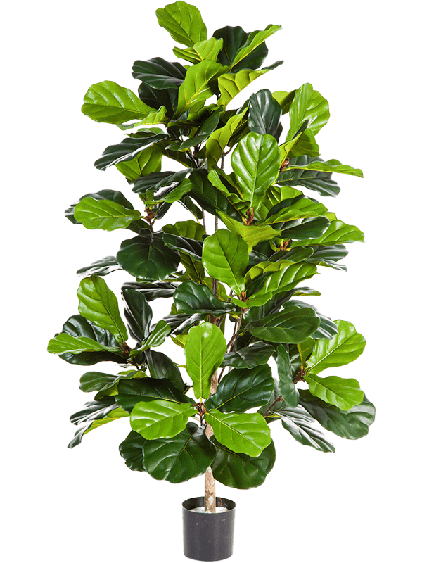 Ficus lyrata Bush - Foto 57563