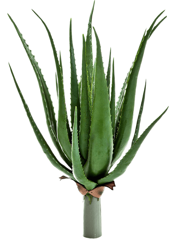 Aloe plant Tuft (23 lvs.) - Foto 57564