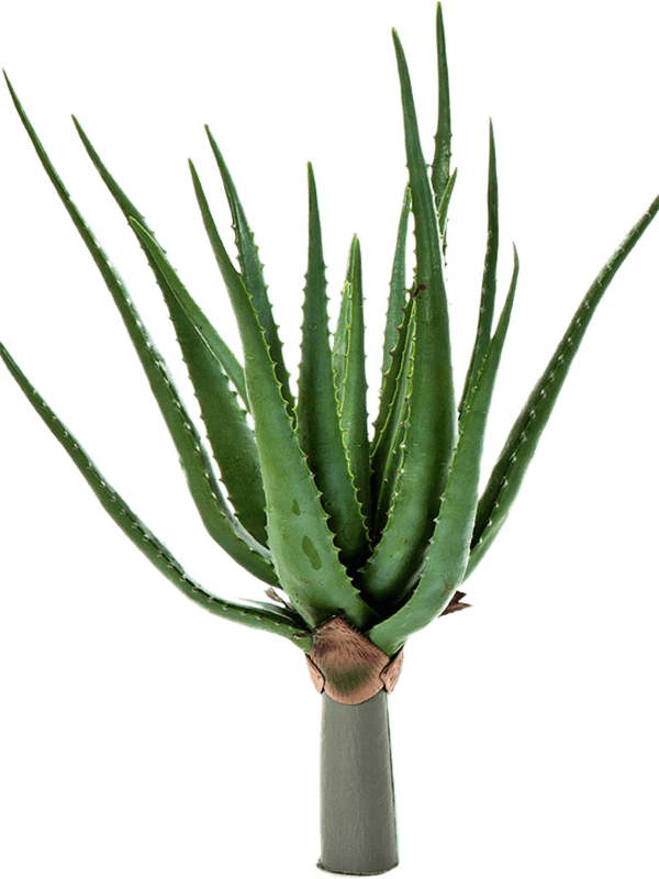 Aloe plant Tuft (17 lvs.) 50 - Foto 57565