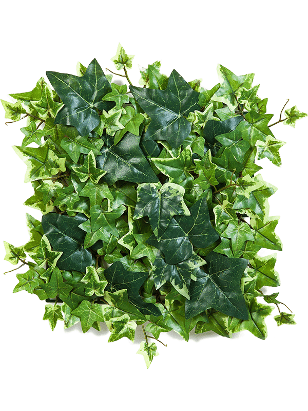 Ivy Mat Variegated - Foto 57579