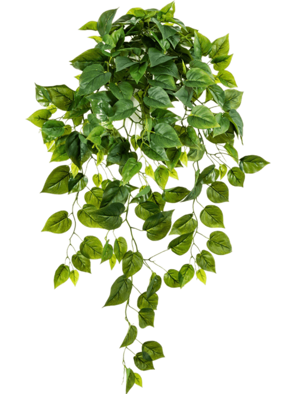Philodendron Hanging Bush (232 lvs.) - Foto 57590