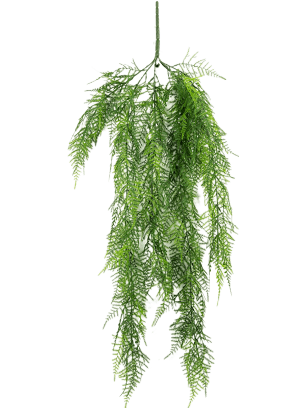 Asparagus Hanging Vine - Foto 57615