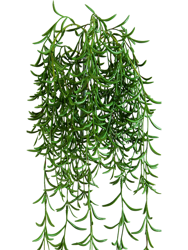 Succulent Hanging Bush - Foto 57630