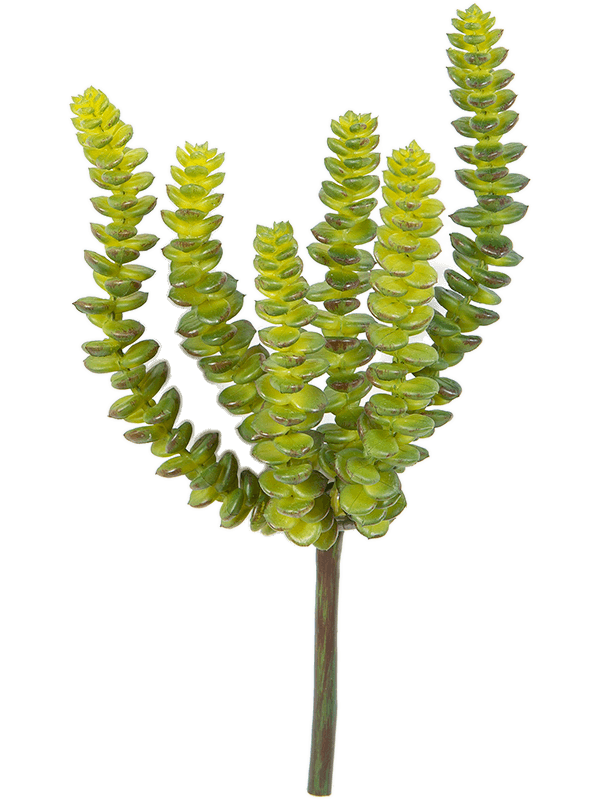 Crassula perforata Green (6x) - Foto 57631