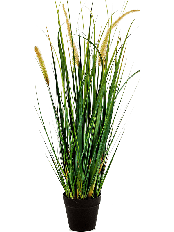 Grass Foxtail Bush - Foto 57637