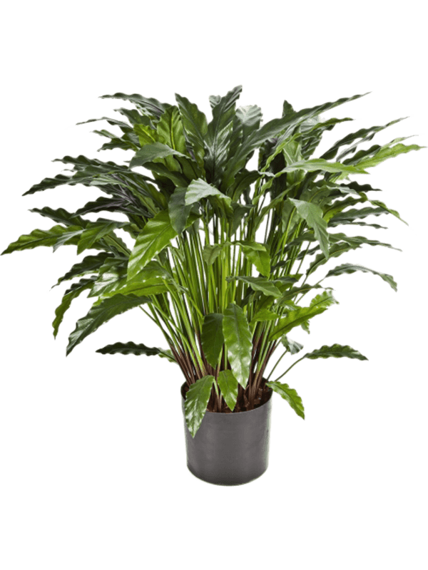 Calathea Tuft Typ 2 - Foto 57652