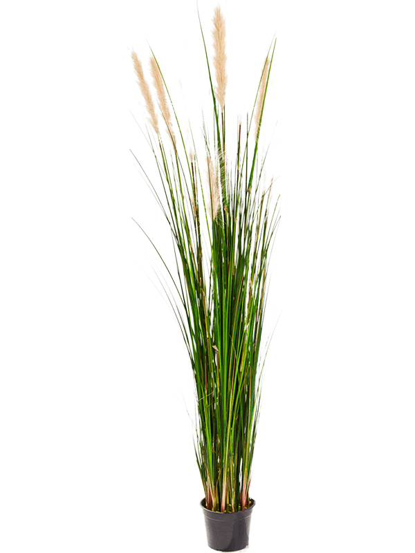 Grass Reed Bush - Foto 57661