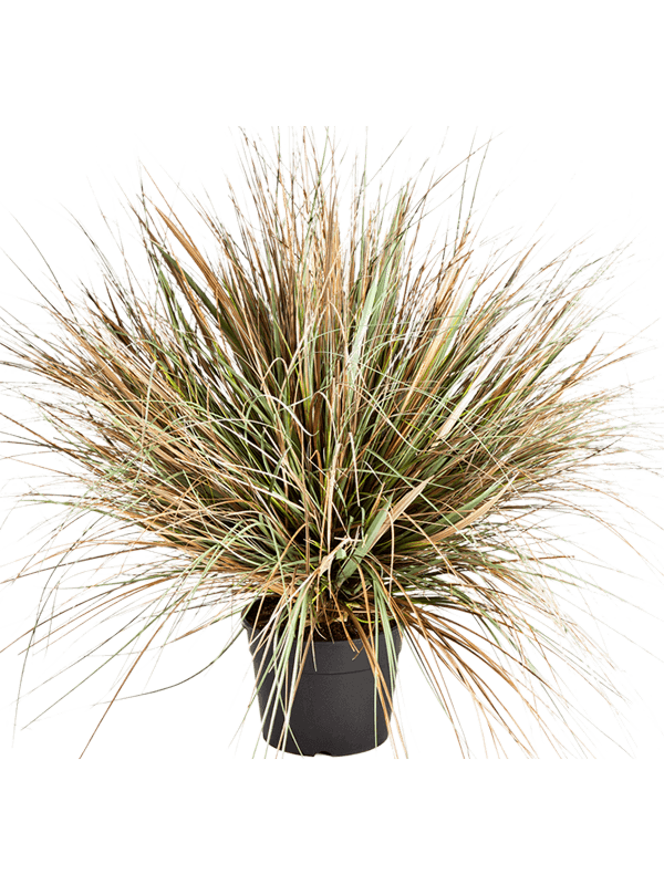 Grass Onion autumn Tuft - Foto 57681