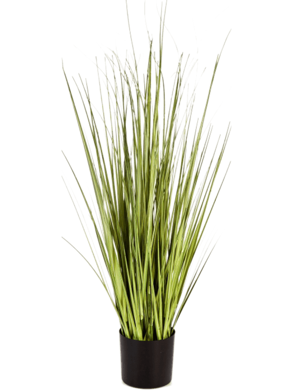 Grass Carex Bush - Foto 57685