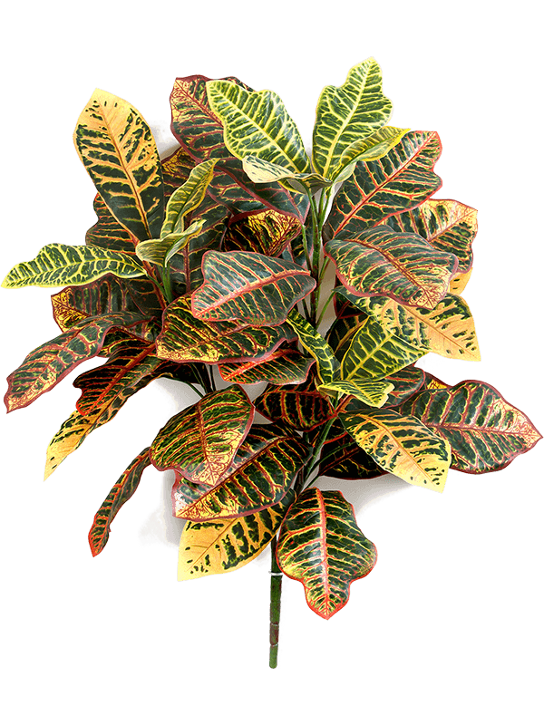 Croton Bush Typ 2 - Foto 57695