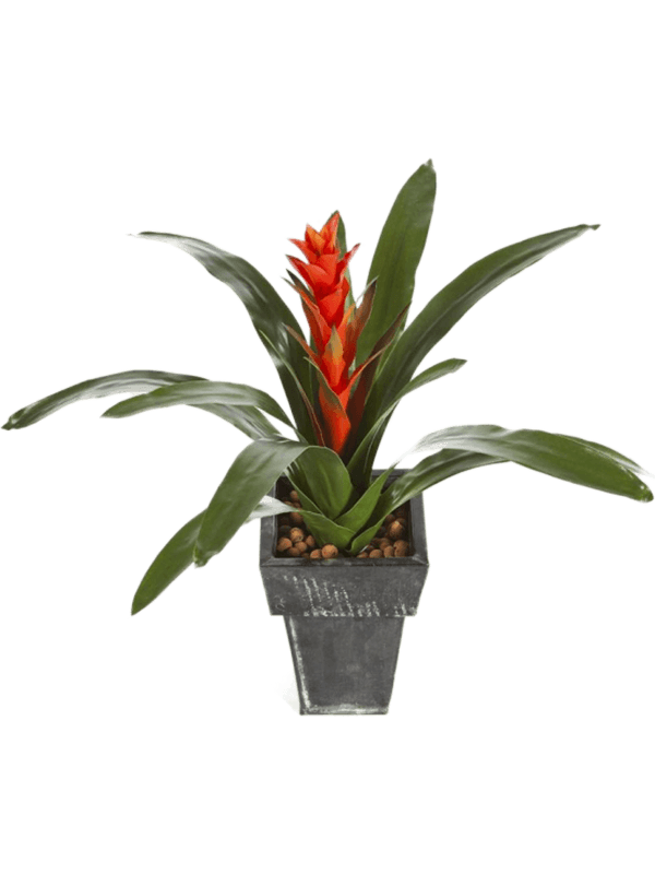 Guzmania continental Tuft - Foto 57696