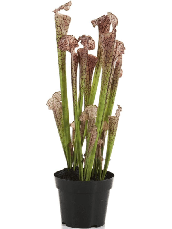 Sarracenia Tuft - Foto 57713