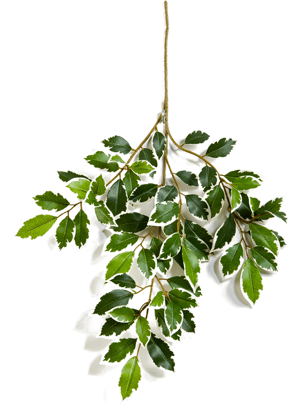 Ficus folia Var. Branch - Foto 57750