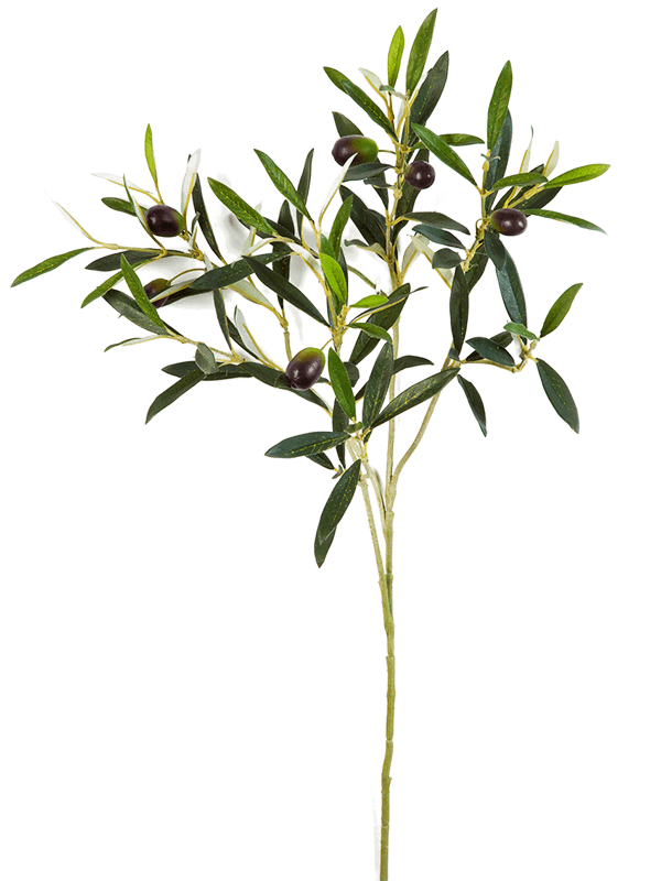Olive Branch - Foto 57763