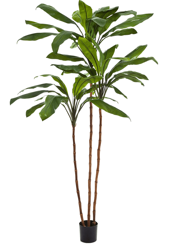Cordyline fruticosa Branched - Foto 57771